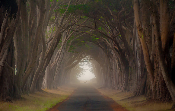 Early Morning Mist, Point Reyes