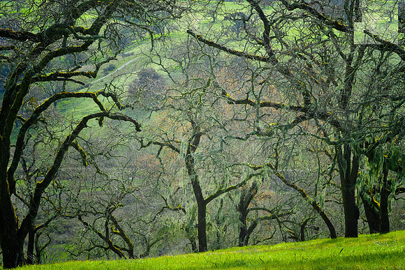 In the Spring Hills, #1